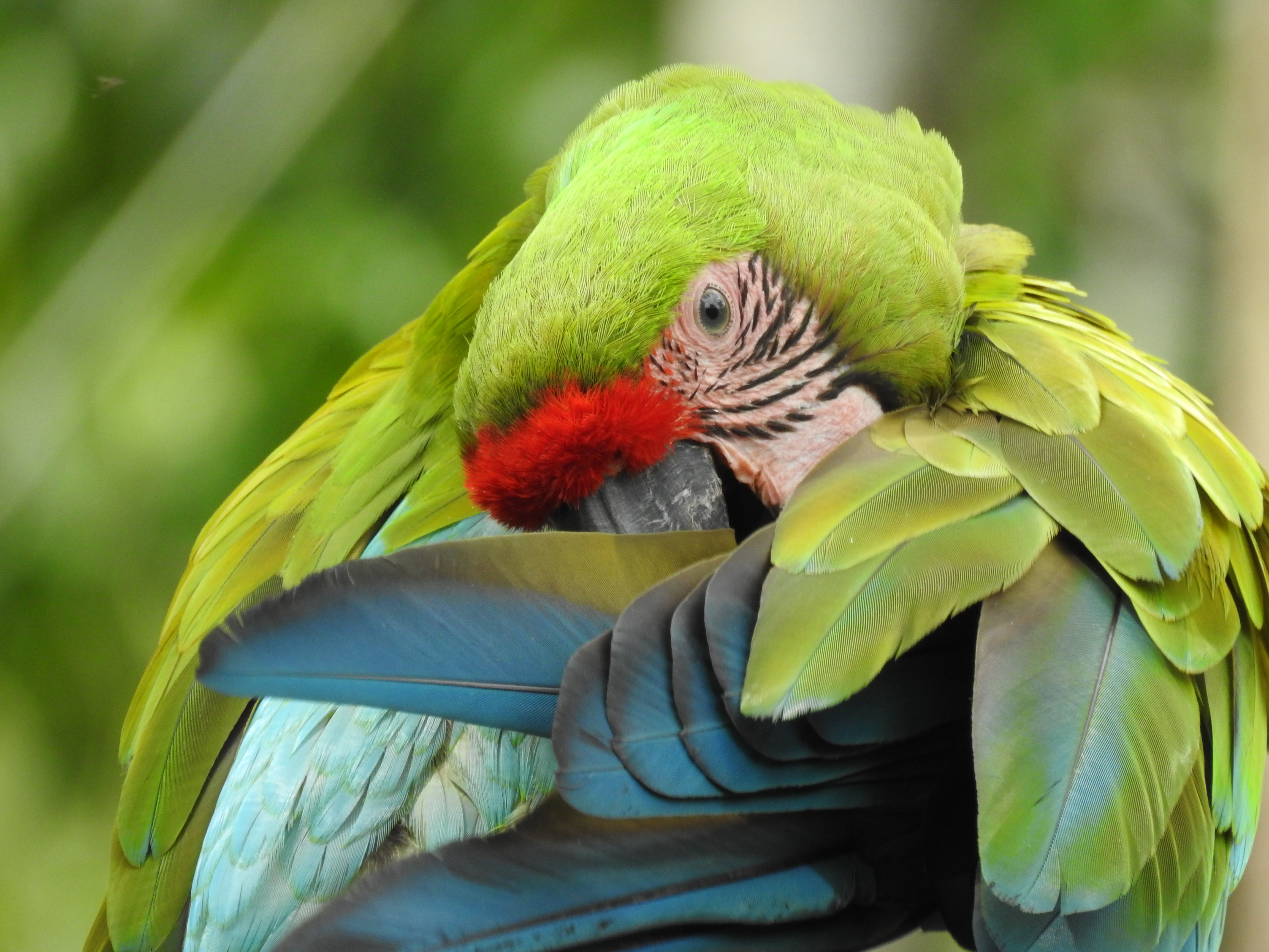 Six Great Green Macaws were released in Ayampe